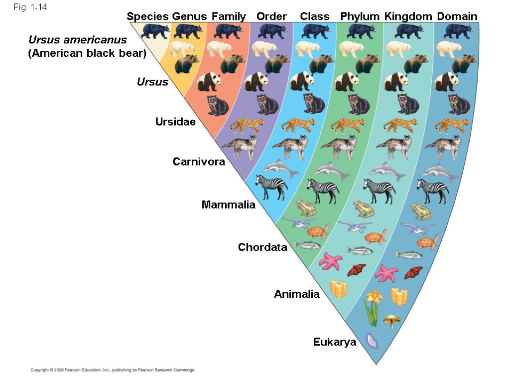 Fig. 1-14 Species Genus Family Order Class Phylum Kingdom Domain Ursus americanus (American black